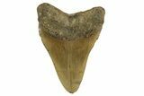 Fossil Megalodon Tooth - North Carolina #328239-1